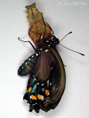 Pipevine Swallowtail expanding wings after emergence