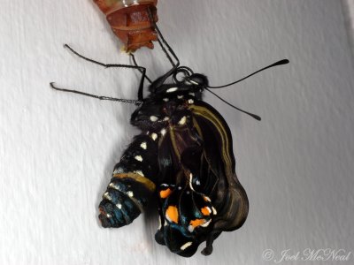 Pipevine Swallowtail expanding wings after emergence