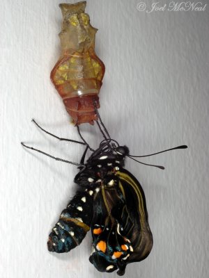 Pipevine Swallowtail recently emerged from chrysalis
