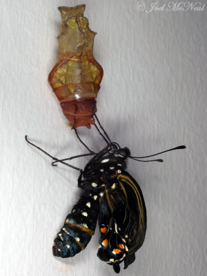 Pipevine Swallowtail moments after emergence from chrysalis