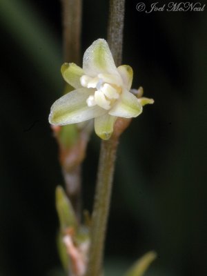 Chlorophytum filipendulum