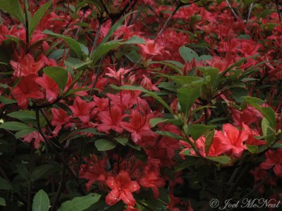 Plumleaf Azalea: Rhododendron prunifolium
