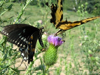 Spicebush and Eastern Tiger Swallowtail