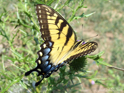 female Eastern Tiger Swallowtail