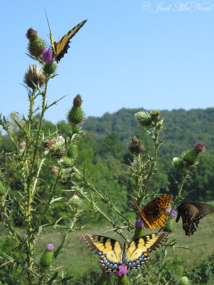 Eastern Tiger and Spicebush Swallowtails, Great Spangled Fritillary