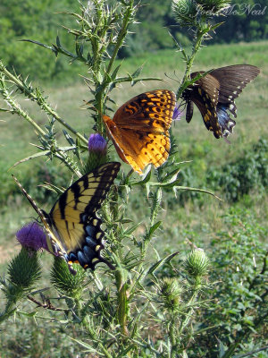 Eastern Tiger Swallowtail, Great Spangled Fritillary, & Spicebush Swallowtail