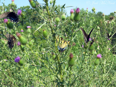 Spicebush Swallowtails, Eastern Tiger Swallowtail, & Hummingbird Clearwing