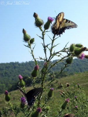 Eastern Tiger and Spicebush Swallowtail