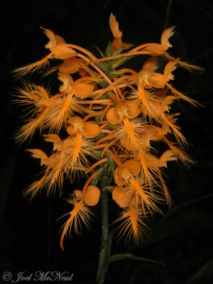 Yellow Fringed Orchid: Platanthera ciliaris