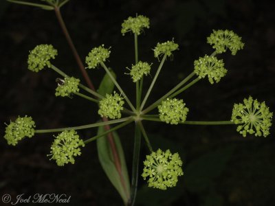 Mountain Angelica: Angelica triquinata