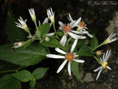 Mountain Wood-aster: Eurybia chlorolepis