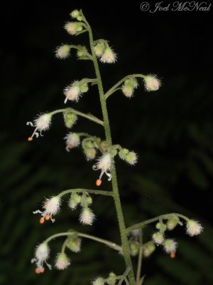 Hairy Alumroot: Heuchera villosa