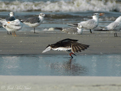 Black Skimmer skimming