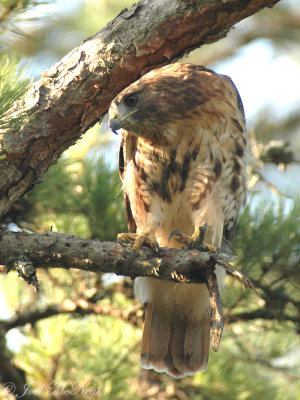 Red-tailed Hawk (molting to adult plumage)