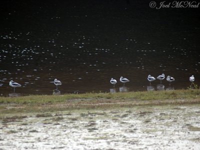 American Avocets (Athens, GA)