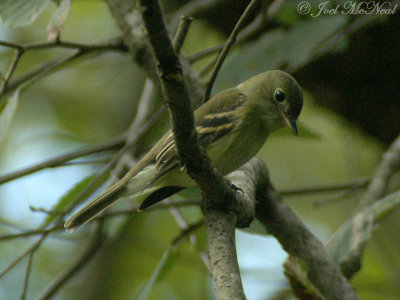 Acadian Flycatcher (very yellow individual)