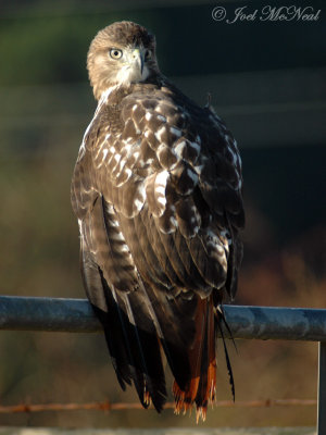 Red-tailed Hawk