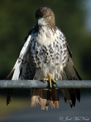 Drying wings from plunge into the wet grass