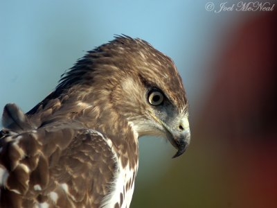 Uncropped view of hawk at close range