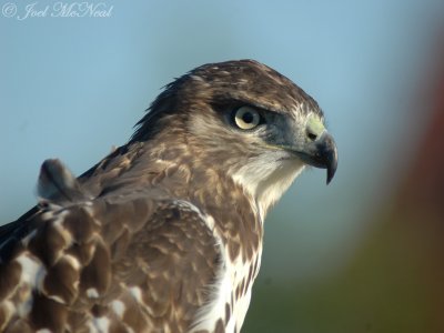 Uncropped view of hawk at close range