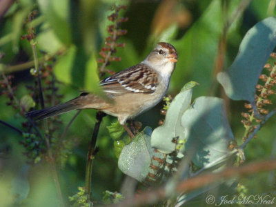juv. White-crowned Sparrow eating Perilla nutlets