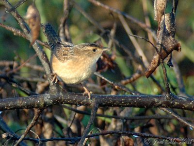 Sedge Wren