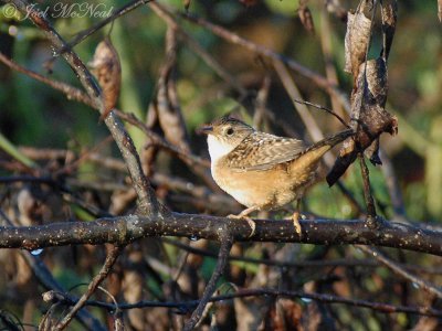 Sedge Wren
