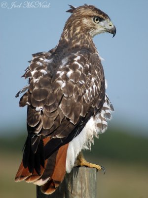 Red-tailed Hawk #2 (undamaged tail)