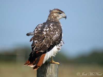 Red-tailed Hawk #2 (undamaged tail)
