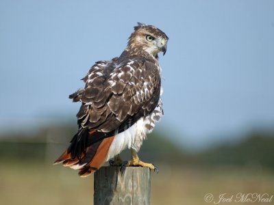 Red-tailed Hawk #2 (undamaged tail)