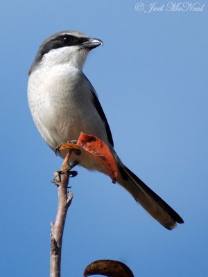 Loggerhead Shrike, Clarke Co., GA