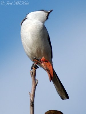 Loggerhead Shrike, Clarke Co., GA