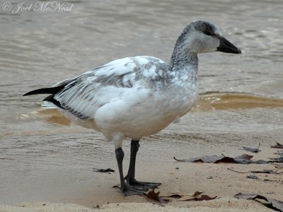 juvenile Snow Goose: Clarke Co., GA