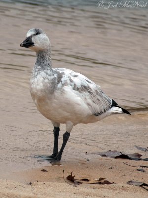 juvenile Snow Goose: Clarke Co., GA