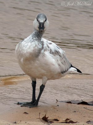 juvenile Snow Goose: Clarke Co., GA