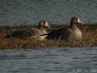 Greater White-fronted Geese (digiscoped at 40X): Richmond Co., GA