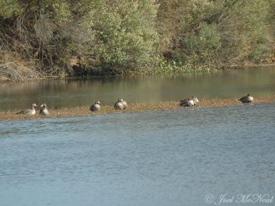 8 of 9 Greater White-fronted Geese: Richmond Co., GA