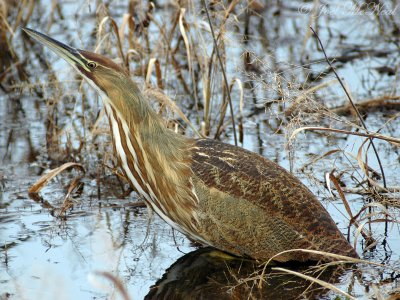 American Bittern: Bradley Unit, Eufaula NWR