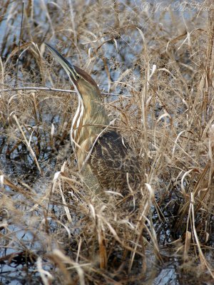 American Bittern: Bradley Unit, Eufaula NWR