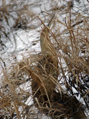 American Bittern spotted by Mason Jarrett on Eufaula CBC count day: Bradley Unit, Eufaula NWR