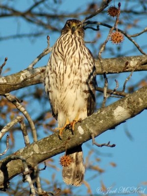 imm. male Cooper's Hawk