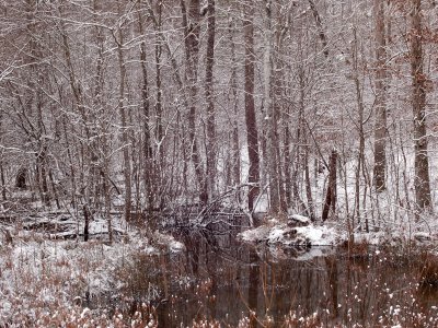 Small wetland in rare Athens, GA snow