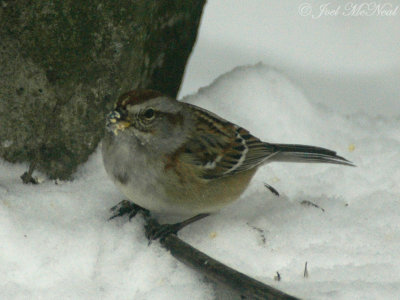 American Tree Sparrow: Elyria, OH