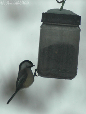 Black-capped Chickadee: Elyria, OH