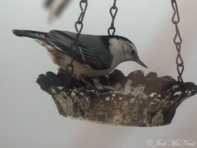 White-breasted Nuthatch: Elyria, OH