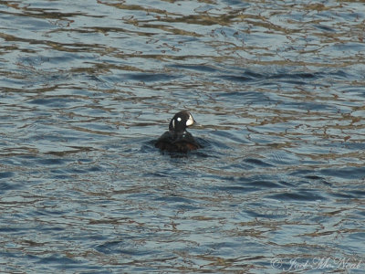 drake Harlequin Duck