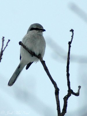 Pennsylvania birds; January 2011