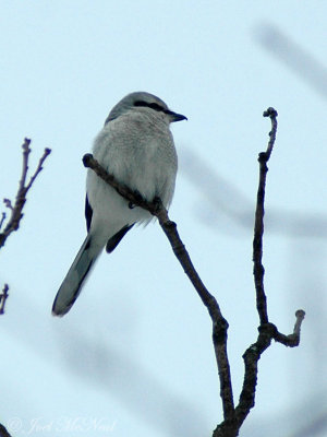 Northern Shrike
