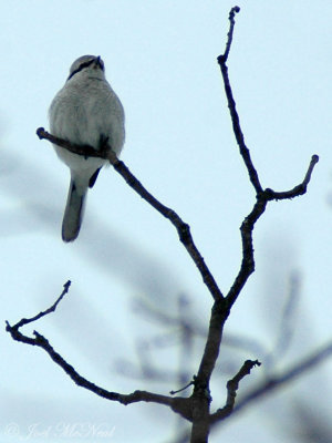 Northern Shrike