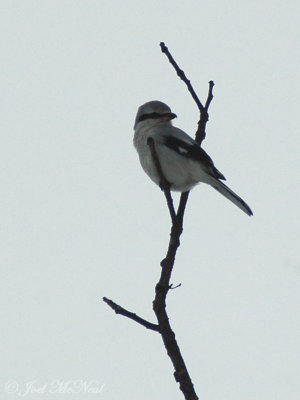 Northern Shrike